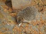 (147'518) - Zutraulicher Igel am 14.