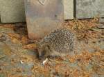 (147'519) - Zutraulicher Igel am 14.