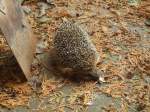 (147'520) - Zutraulicher Igel am 14.