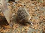 (147'521) - Zutraulicher Igel am 14.