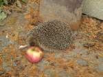 (147'523) - Zutraulicher Igel mit Apfel am 14.