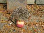(147'524) - Zutraulicher Igel mit Apfel am 14.