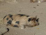 (191'461) - Wildschwein am 26.
