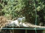 (145'758) - Polarwolf im ZOO von Servion am 16.